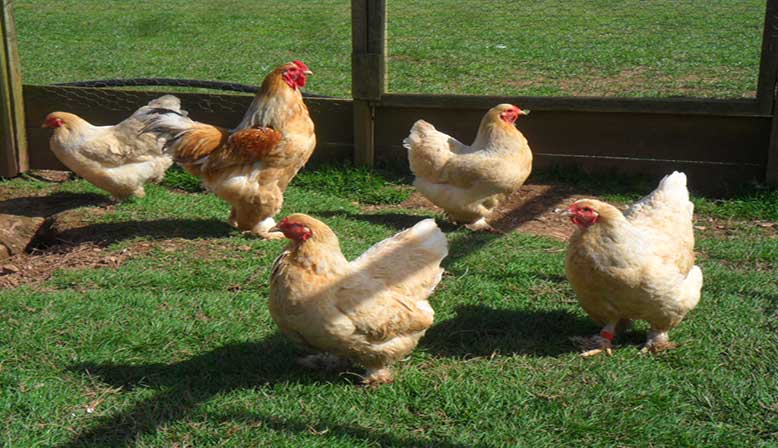 A&J Poultry – Specialist breeds of rare and traditional poultry