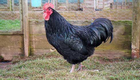 Black Australorp