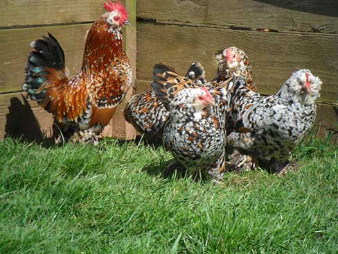 Barbu D’ Uccle – (Millefleur) – A&J Poultry