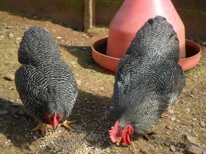 barred_plymouth_rock_bantams