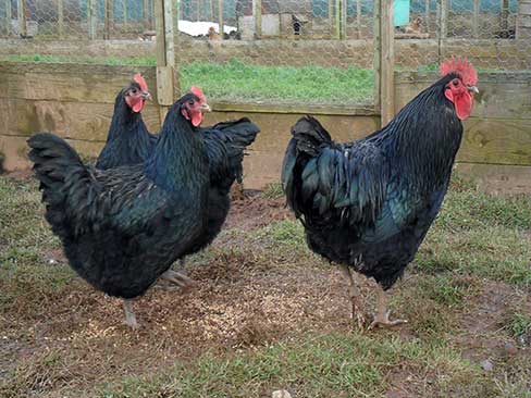 black_australorp