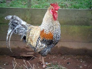 cream_crested_legbar_cockerel