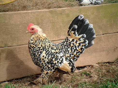 Sablepoot – (Lemon Millefleur, Silver Millefleur) – A&J Poultry