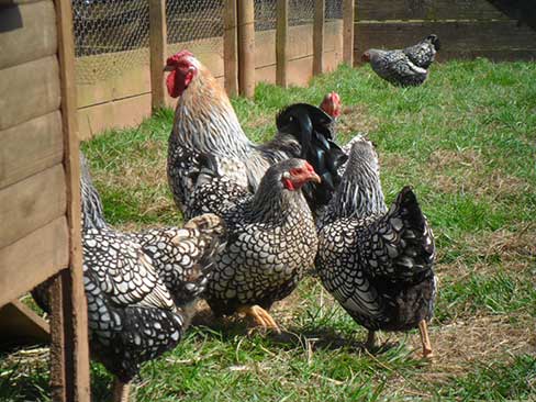 Wyandotte – (silver Laced, Gold Laced) – A&j Poultry